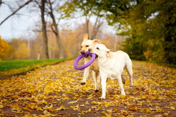 Automne labrador retriever chien — Photo