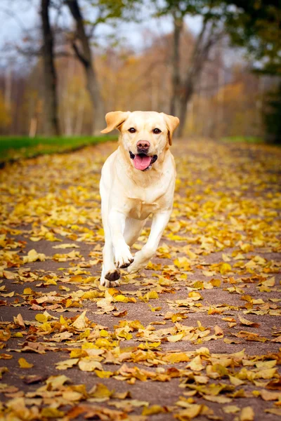 Herfst labrador retriever hond — Stockfoto