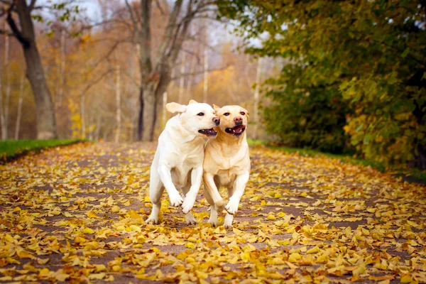 Jesienny pies labrador retriever — Zdjęcie stockowe