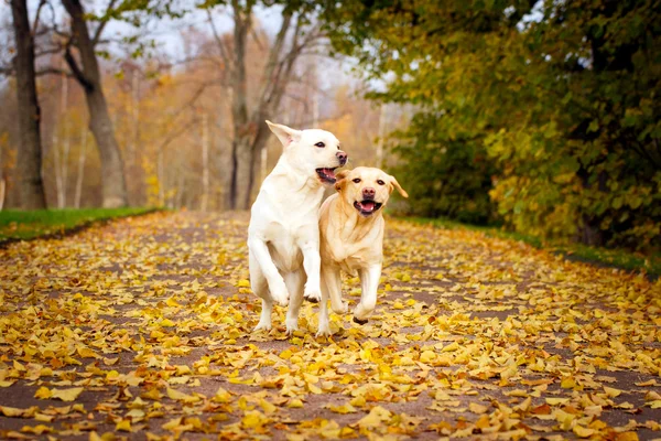Jesienny pies labrador retriever — Zdjęcie stockowe