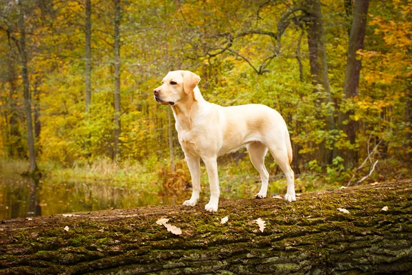 Őszi labrador Vizsla kutya — Stock Fotó