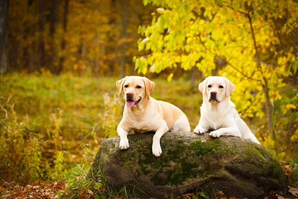 Outono labrador retriever cão — Fotografia de Stock