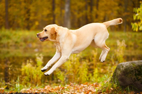 Őszi labrador Vizsla kutya — Stock Fotó