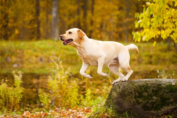 Automne labrador retriever chien — Photo