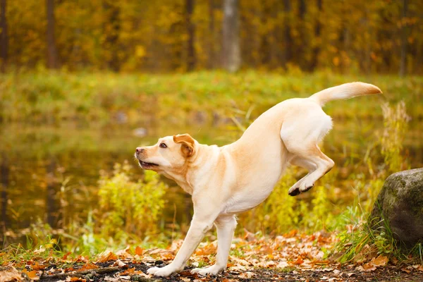 Hösten labrador retriever hund — Stockfoto