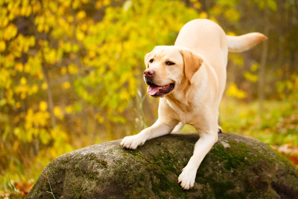 Autumn labrador retriever dog — Stock Photo, Image