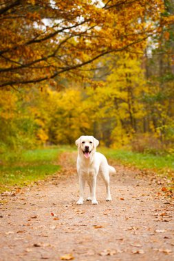 sonbahar labrador retriever köpek