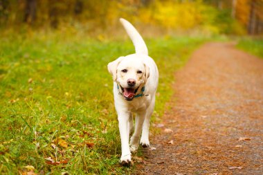 sonbahar labrador retriever köpek