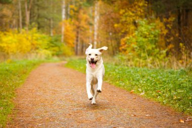 sonbahar labrador retriever köpek