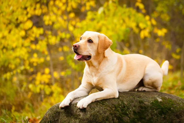 Φθινόπωρο σκυλί Λαμπραντόρ Ριτρίβερ — Φωτογραφία Αρχείου