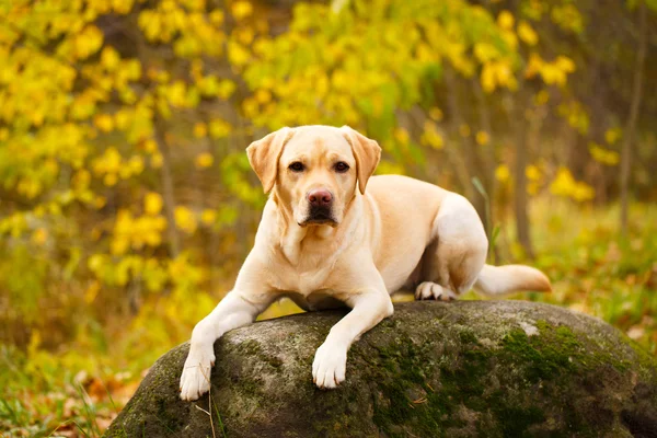 Outono labrador retriever cão — Fotografia de Stock