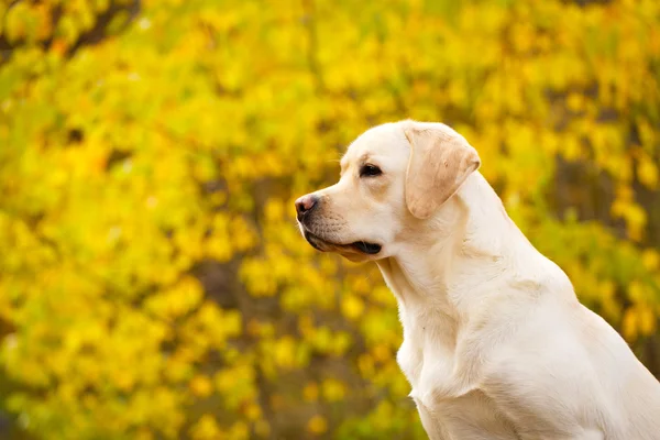 Sonbahar labrador retriever köpek — Stok fotoğraf