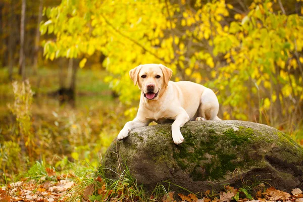 Autumn labrador retriever dog — Stock Photo, Image