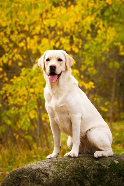 Outono labrador retriever cão — Fotografia de Stock