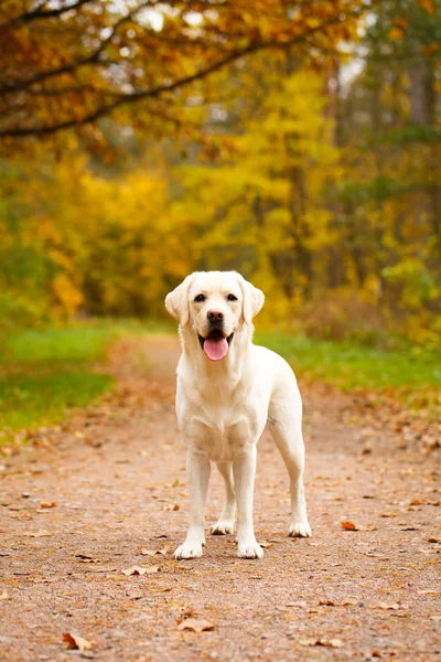 Automne labrador retriever chien — Photo