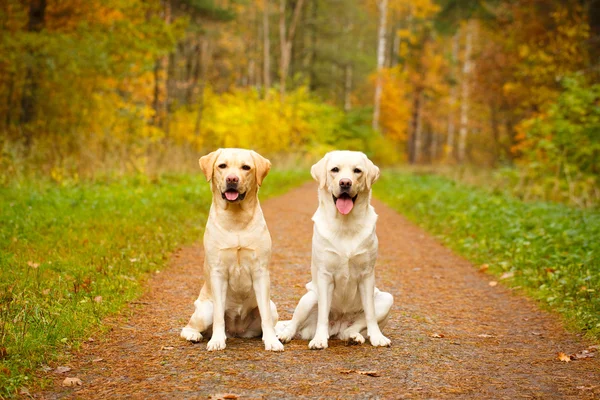 Jesienny pies labrador retriever — Zdjęcie stockowe