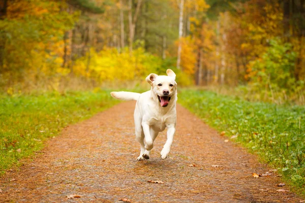 Sonbahar labrador retriever köpek — Stok fotoğraf