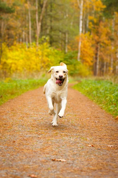 शरद ऋतू लॅब्रेडर रीटरीवर कुत्रा — स्टॉक फोटो, इमेज