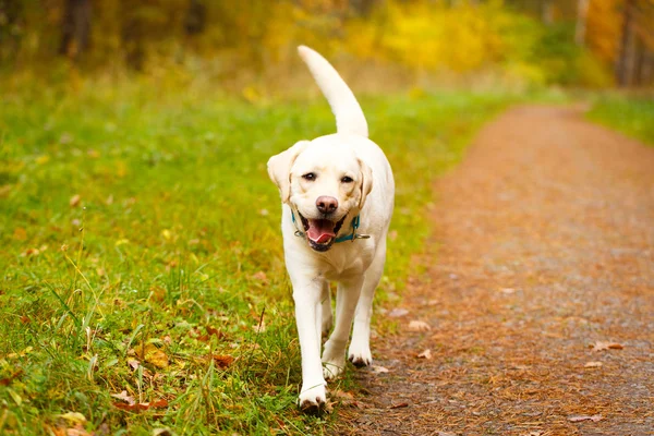 sonbahar labrador retriever köpek