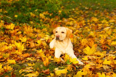 sonbahar labrador retriever köpek