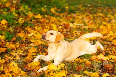 sonbahar labrador retriever köpek