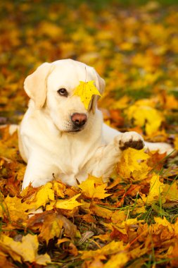 sonbahar labrador retriever köpek