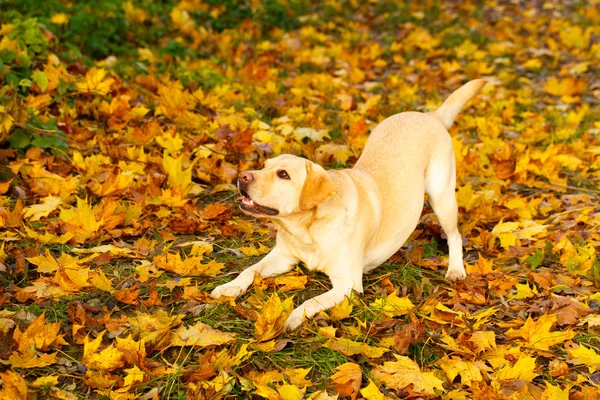 Autumn labrador retriever dog — Stock Photo, Image