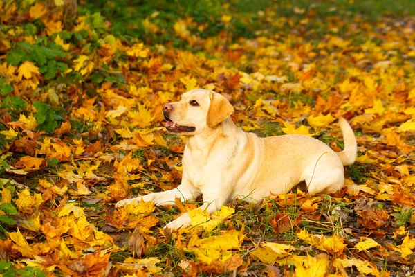 Осенний лабрадор — стоковое фото