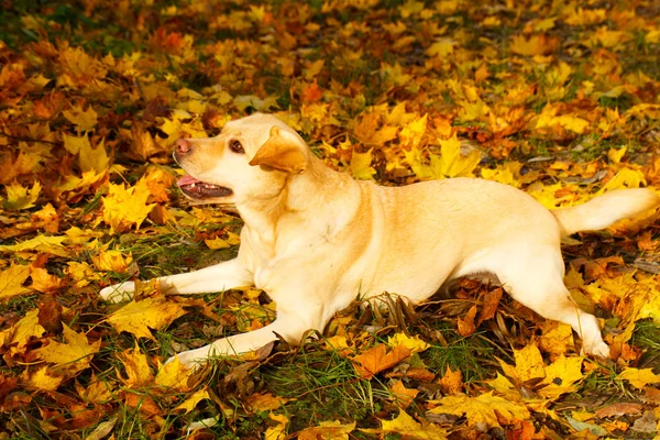 Autunno cane labrador retriever — Foto Stock