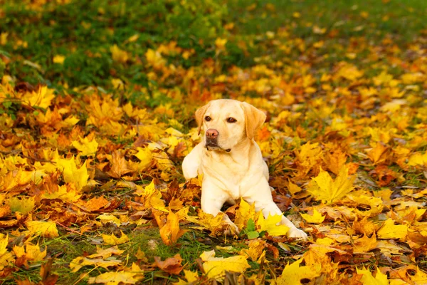秋天的拉布拉多狗 — 图库照片