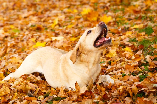 Hösten labrador retriever hund — Stockfoto