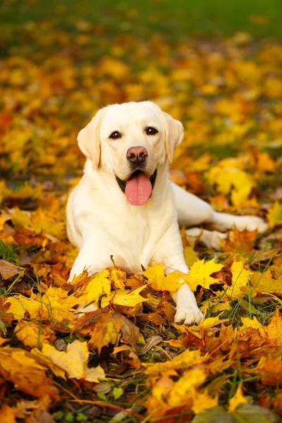 sonbahar labrador retriever köpek