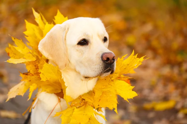 Hösten labrador retriever hund — Stockfoto