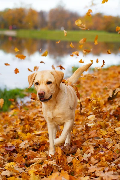 शरद ऋतू लॅब्रेडर रीटरीवर कुत्रा — स्टॉक फोटो, इमेज