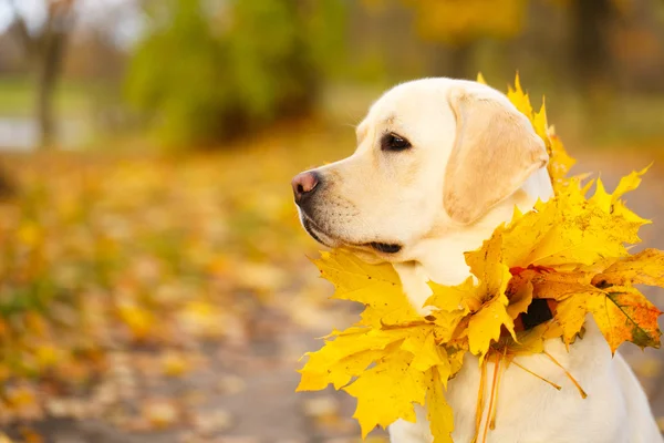 Hösten labrador retriever hund — Stockfoto