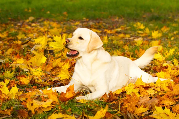 Automne labrador retriever chien — Photo