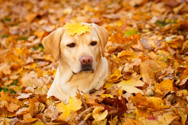 Hösten labrador retriever hund — Stockfoto