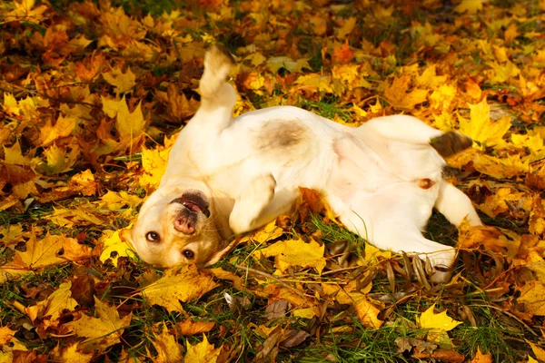 Autunno cane labrador retriever — Foto Stock