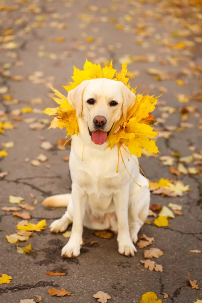 Autunno cane labrador retriever — Foto Stock