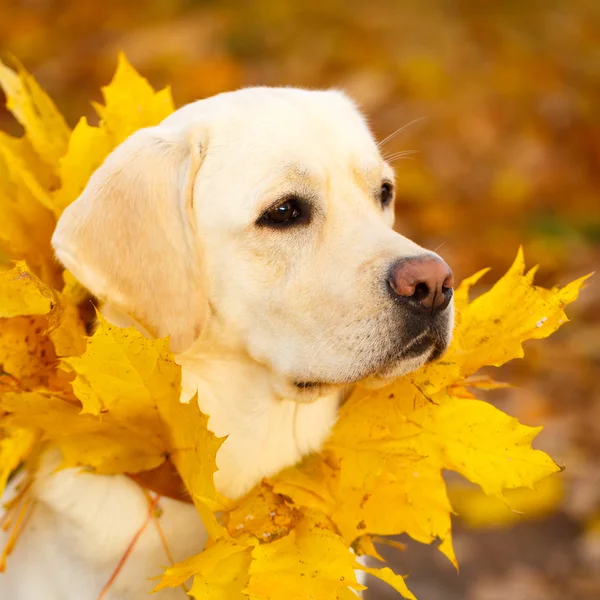 Autunno cane labrador retriever — Foto Stock