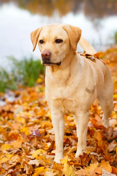 Hösten labrador retriever hund — Stockfoto