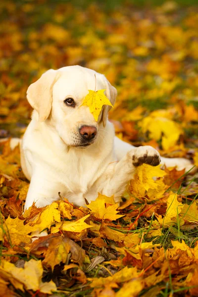 Hösten labrador retriever hund — Stockfoto