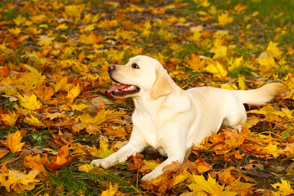 Herbst Labrador Retriever Hund lizenzfreie Stockfotos