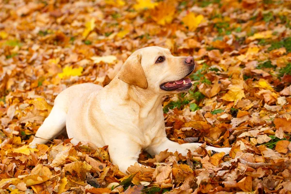Herbst Labrador Retriever Hund Stockbild