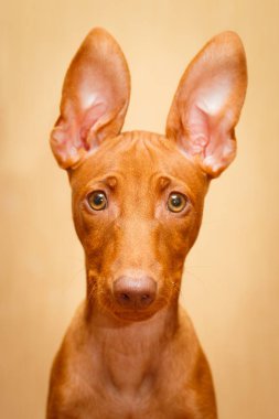 küçük köpek yavrusu