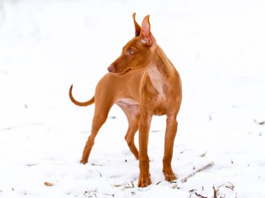 küçük köpek yavrusu