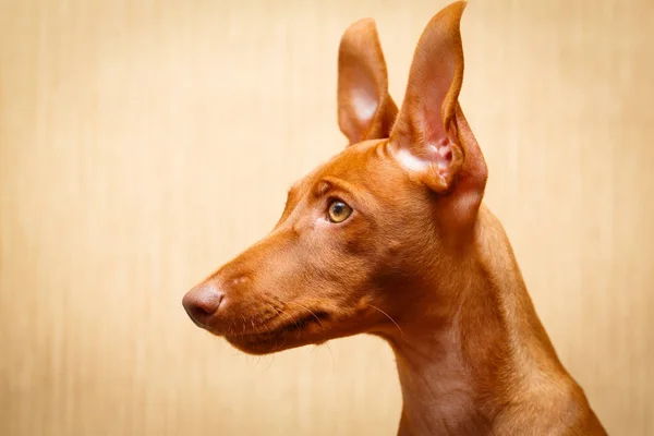 Cagnolino — Foto Stock