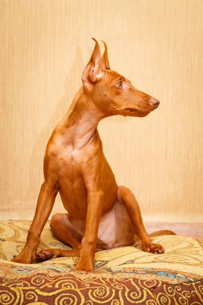 Cagnolino — Foto Stock