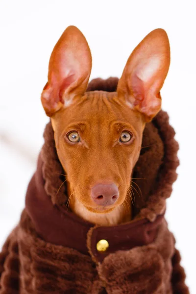 小さな子犬犬 — ストック写真