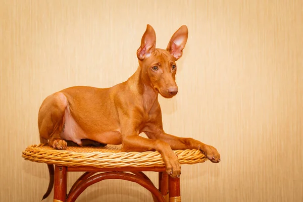 Cachorrinho pequeno cão Imagens De Bancos De Imagens